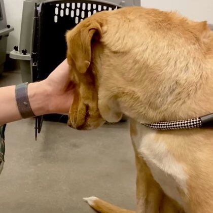 Louis además fue operado debido a una lesión en sus patas que no fue tratada Fotos: (HELEN WOODWARD ANIMAL CENTER) 