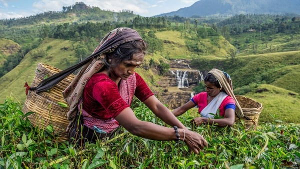 Dos mujeres recogen té en cerca de Saint Clair Falls, en Sri Lanka. Ami Vitale, 2015 