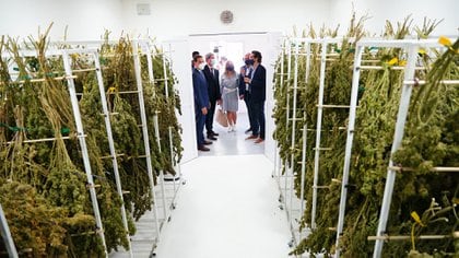 La cámara donde se seca la cosecha de cannabis (Franco Fafasuli)