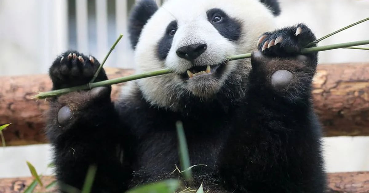 Ein Expertenteam hat herausgefunden, warum Pandas Vegetarier sind