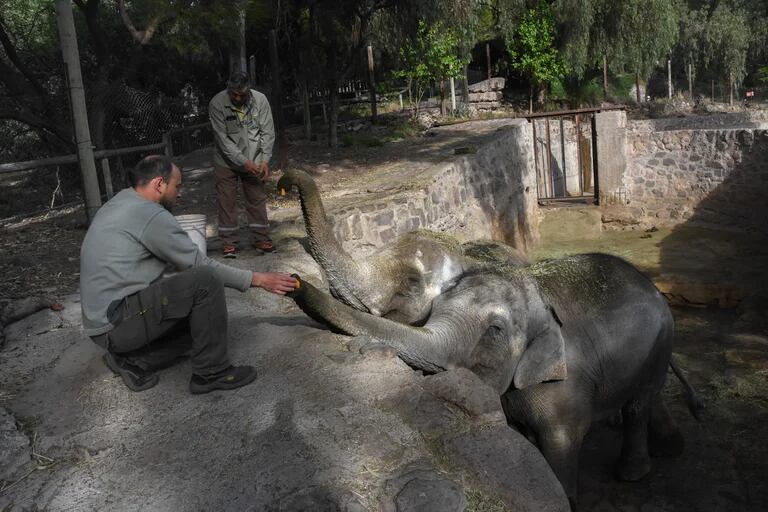 Pocha y Guillermina mientras vivían en el Ecoparque de Mendoza 