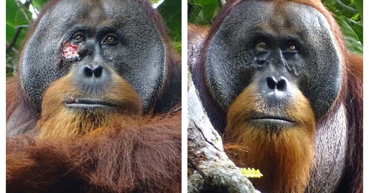 A wild orangutan used a medicinal plant to heal a wound