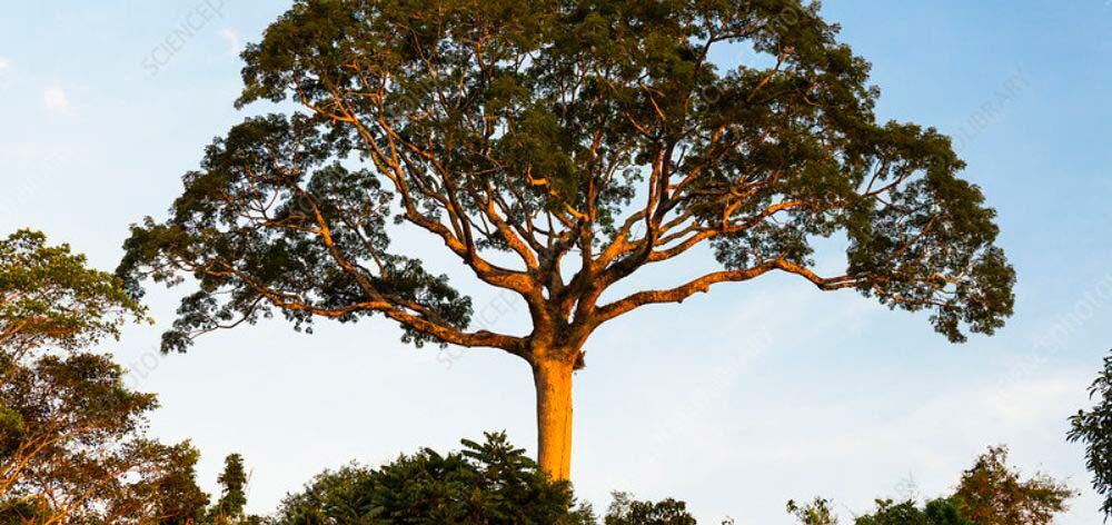 El árbol de la Amazonía Peruana y sus Semillas Milagrosas: Solución Natural para Enfermedades Crónicas.Foto: Aquae Fundación