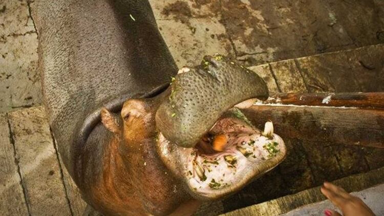 Los hipopótamos que escaparon de la hacienda cuando el capo fue asesinado se reprodujeron y actualmente las autoridades tratan de contrarrestar la sobrepoblación.