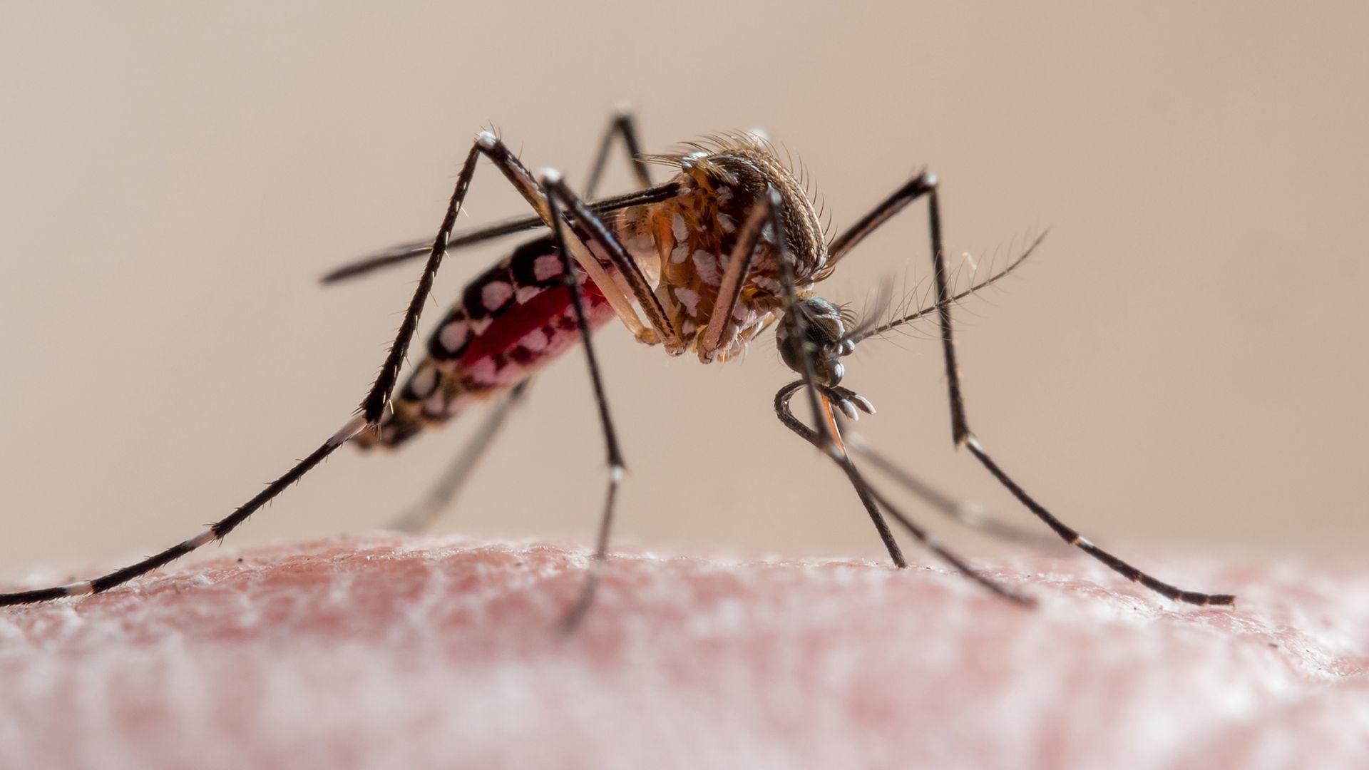 En un documento publicado hoy, la agencia sanitaria advirtió que El Niño podría intensificar la malnutrición en varios países de la región y aumentar la amenaza de enfermedades como el zika y el chikungunya (Getty)