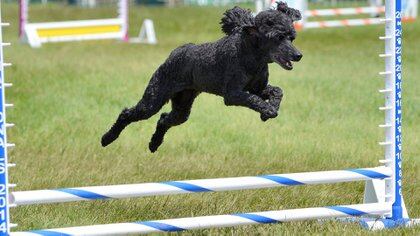  De acuerdo al especialista, la raza sobresale en obediencia y es uno de los cachorros más fáciles de entrenar (Shutterstock.com)