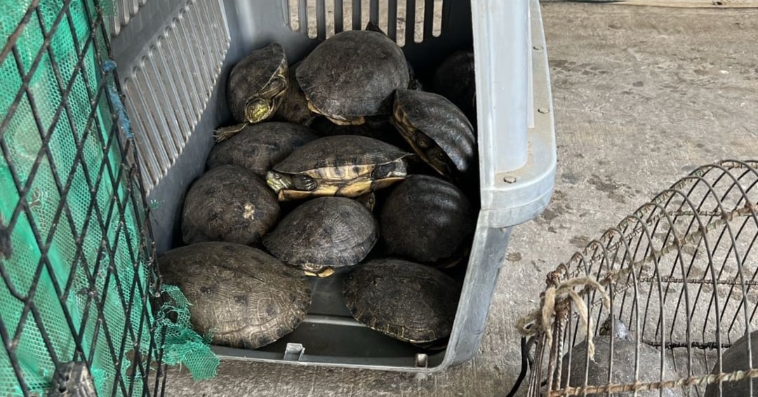 Las tortugas rescatadas son hicoteas, de la especie Trachemys callirostris - crédito Corpamag/sitio web