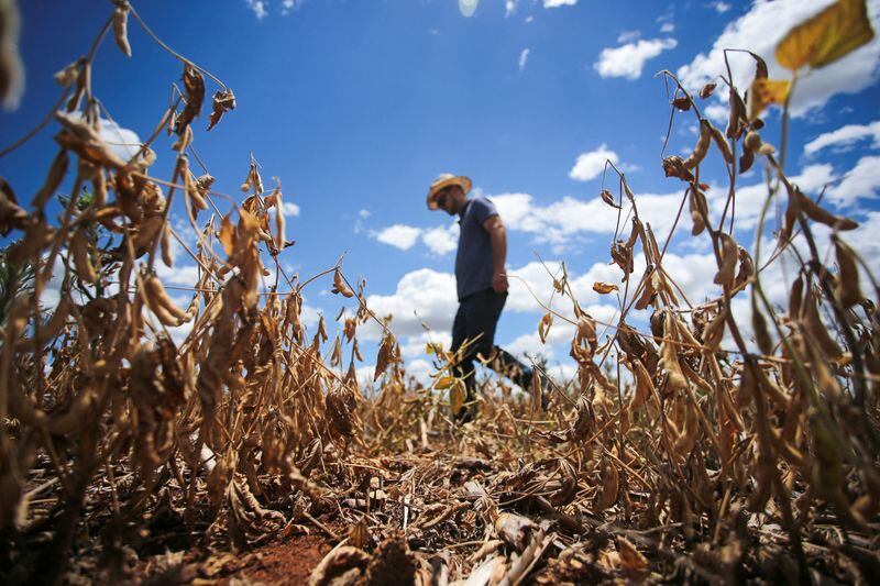 En 2023, la sequía redujo la producción de soja prácticamente a la mitad y obligó a una importación récord. REUTERS/Diego Vara