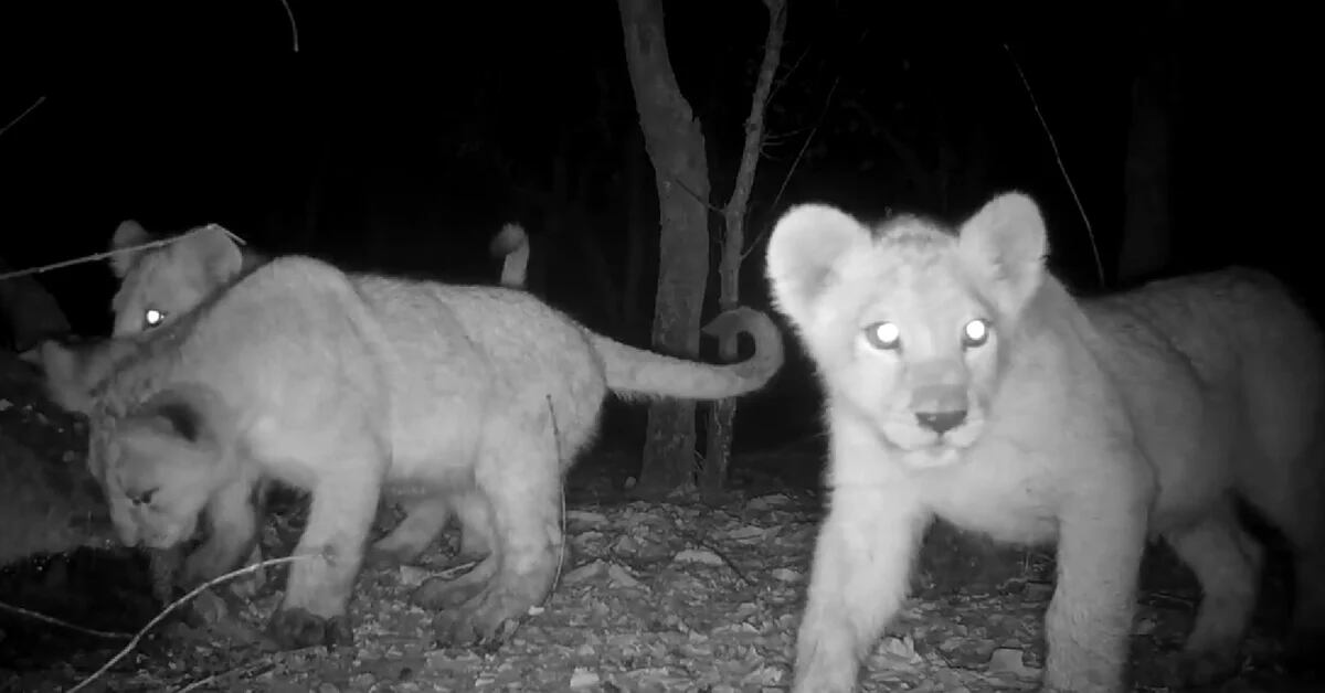 Why the birth of three lion cubs is a beacon of hope in Africa