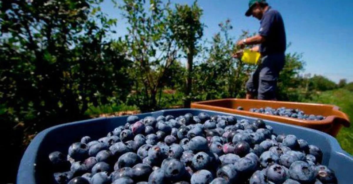 Peruvian blueberry exports would increase by 30% in the 2022-2023 campaign