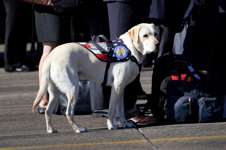 Sully, el fiel labrador del ex presidente (AFP)