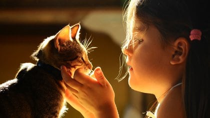  Los gatos no transpiran para nada ni jadean con la frecuencia  (Shutterstock)