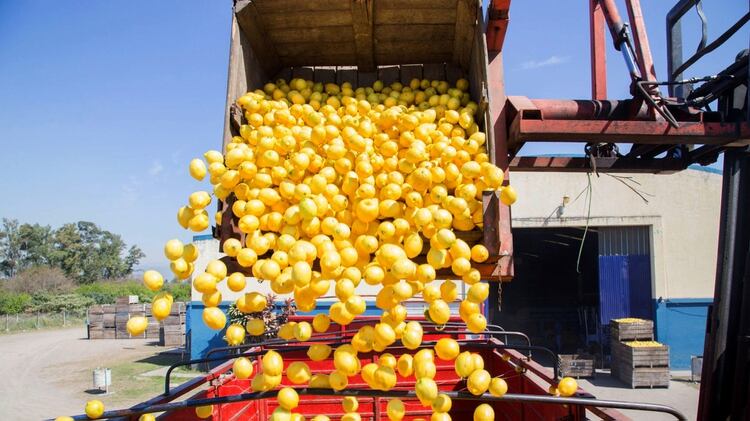 Los productores de naranjas, mandarinas y limones fueron beneficiados con la emergencia económica