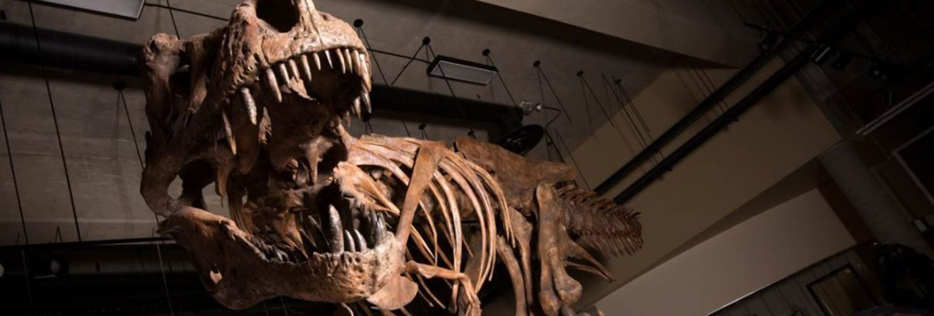 El Tiranosaurio rex es el dinosaurio más conocido del mundo