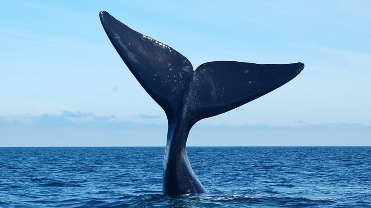 Resultado de imagen de ballena 