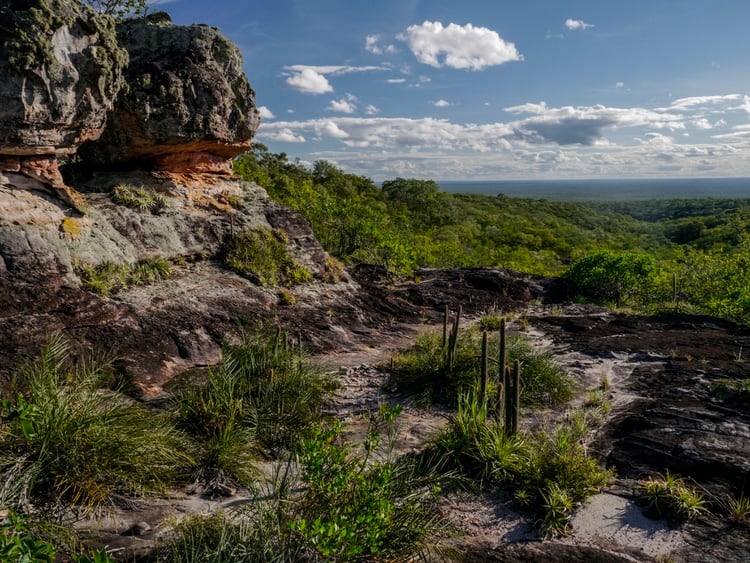 Bosques secos chiquitanos en Bolivia. Alfredo Romero-Muñoz