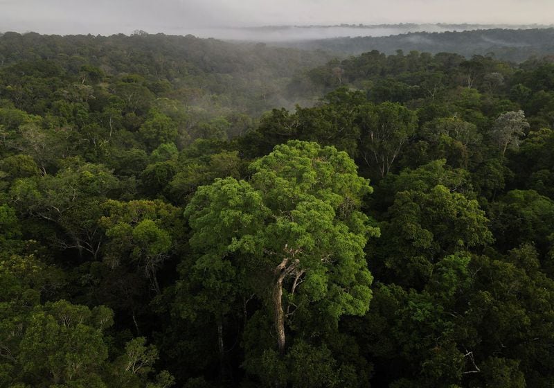 La restauración forestal mundial podría reducir significativamente el carbono atmosférico. (REUTERS/Bruno Kelly)