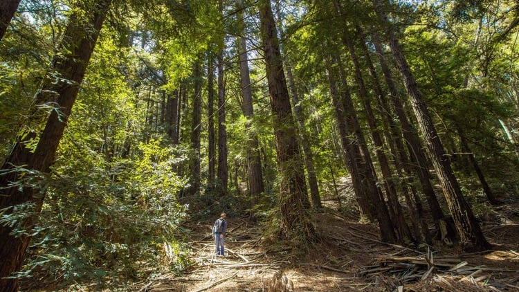 Un movimiento, que no para de crecer en los Estados Unidos, busca convertir los tradicionales cementerios de tumbas y cemento en bosques (@betterplaceforests)