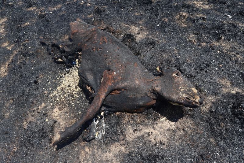 Imagen de restos de un animal quemado por los incendios forestales cerca de Santo Tomé, en la provincia de Corrientes, en el norte de Argentina. (2022)