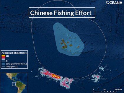 Más de 300 buques chinos se asentaron desde junio en el límite de la Zona Económica Exclusiva (ZEE) de Galápagos, una de las más ricas y diversas del planeta