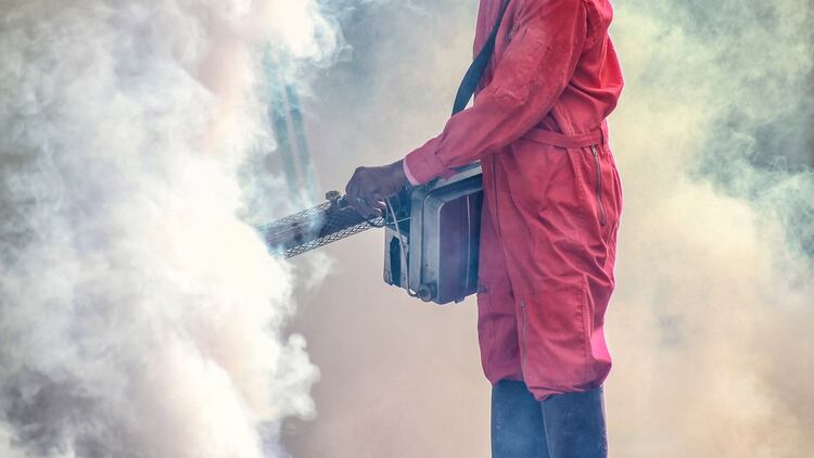 Erradicar al mosquito transmisor es la mejor forma de prevenir el dengue (Shutterstock)