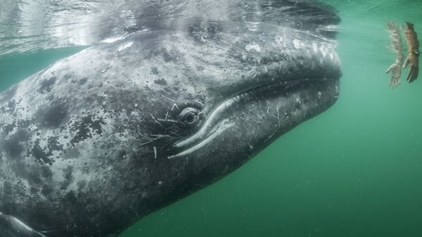 En la Laguna de San Ignacio, en Baja California Sur, MÃ©xico. Thomas Peschak fue el fotÃ³grafo quien en 2015 cosniguiÃ³ la maravillosa imagen de la ballena gris (National Geographic)