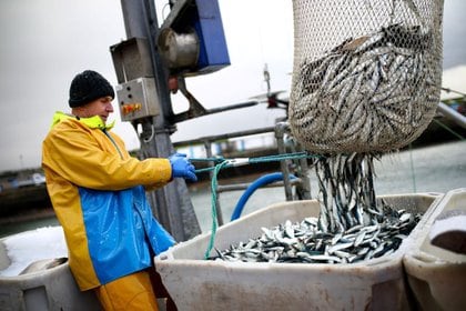 A worker pulls in a net of sardines at Newlyn Harbour, which will see significant impact to the fishing industry as a result of the Brexit deal due to be implemented in the New Year, in Newlyn, Britain, December 29, 2020. Picture taken December 29, 2020. REUTERS/Tom Nicholson