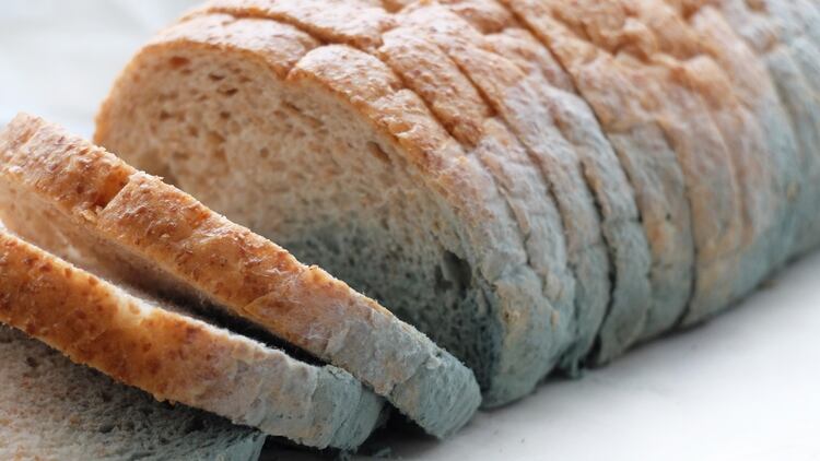 El moho más común en el pan, la especie Rhizopus stolonifer aparece con características verdeazulas o grisáceas (iStock)