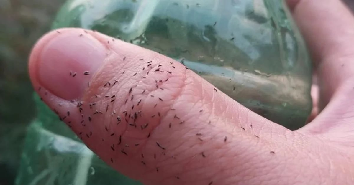 What are they and how do you fight the “black bugs” that have appeared in the city and Greater Buenos Aires?