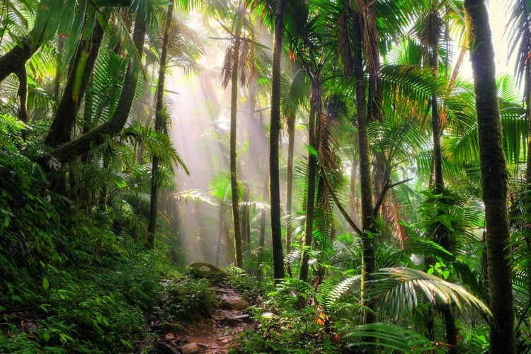 El Bosque Nacional El Yunque en Puerto Rico es uno de los bosques más ecológicamente diversos en los Estados Unidos a pesar de su extensión relativamente pequeña. El Yunque, hogar de loros, serpientes, ranas y lagartos, es también la única selva tropical del país