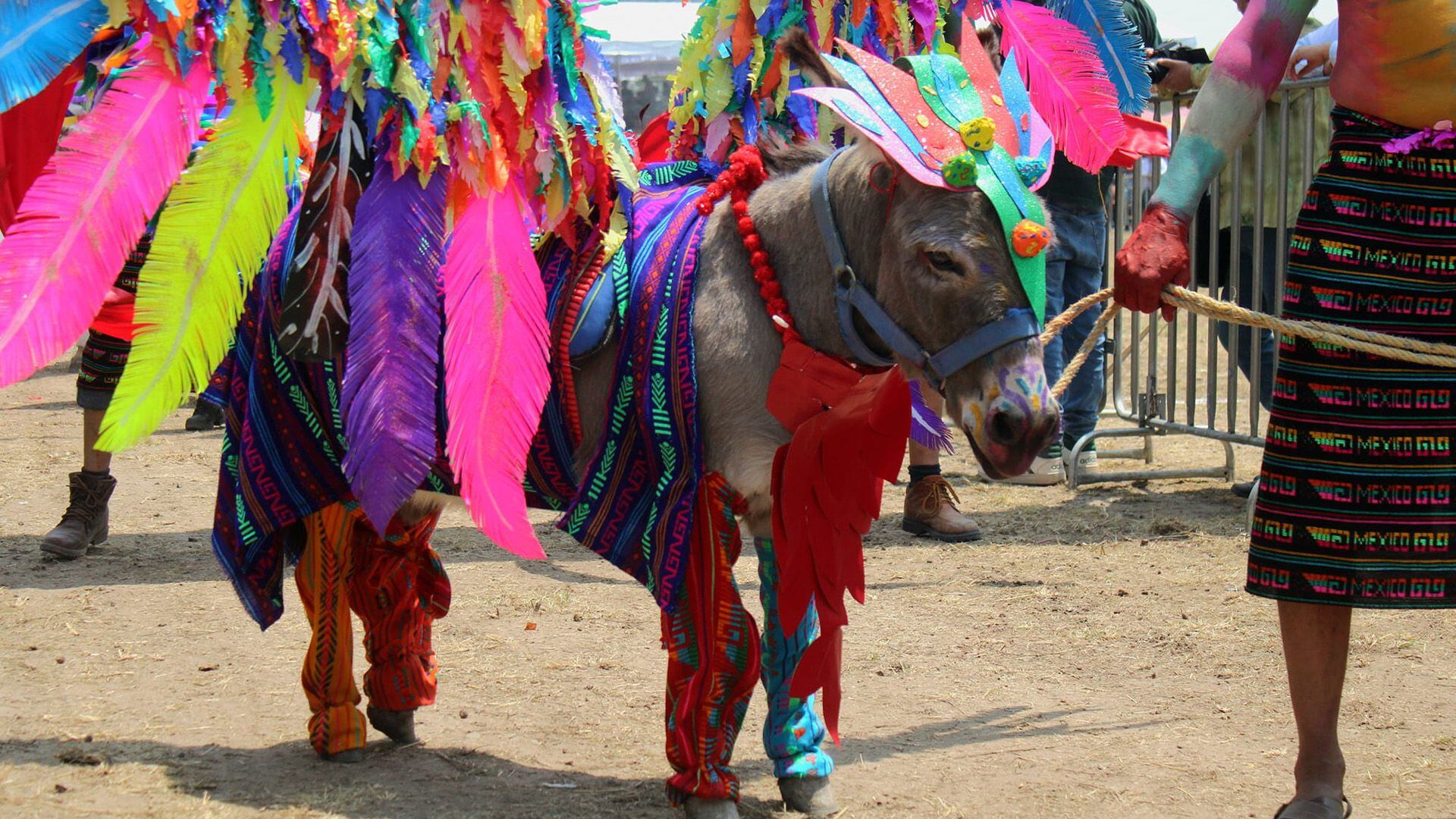 Disfraces, carreras y un partido de polo: las mejores FOTOS de la Feria Nacional del Burro 2024 en México