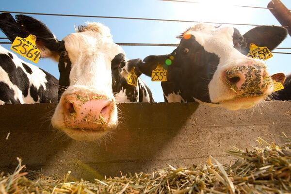 Para evitar el corte de cuernos, una mutación genética permite criar vacas que nazcan sin ellos. (recombinetics.com)