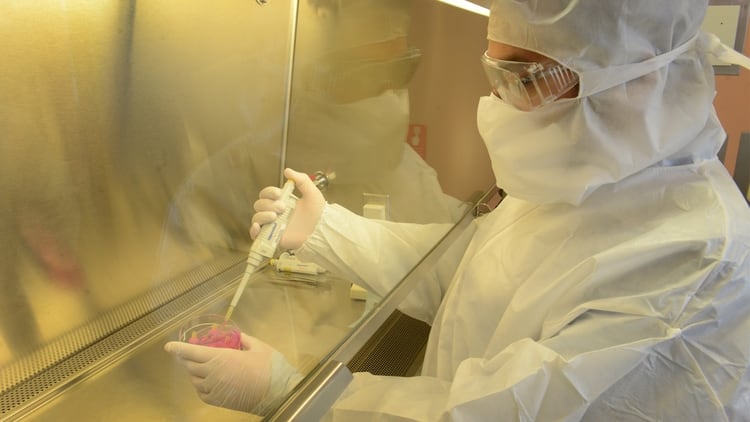 El concepto de “carne cultivada” hace referencia a la reproducción de células animales por vías artificiales, in vitro. Foto: Fernando Calzada.