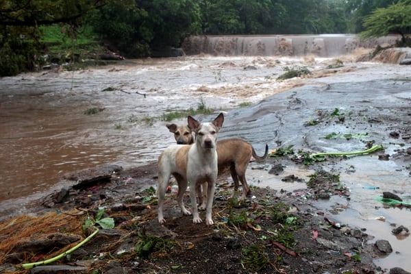 Perros cerca del río Masachapa en las afueras de Managua, Nicaragua (Reuters)