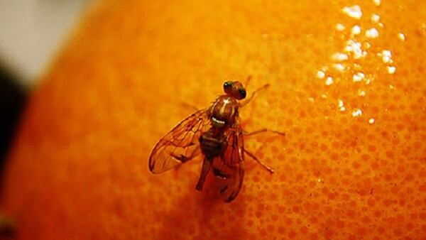 Las plagas y enfermedades de las plantas siguen representando un desafío importante para la producción de alimentos y la seguridad alimentaria