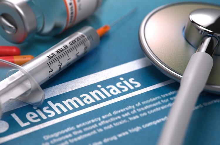 La OMS estima que cada año se producen entre 26 mil y 65 mil defunciones por leishmaniasis (Shutterstock)