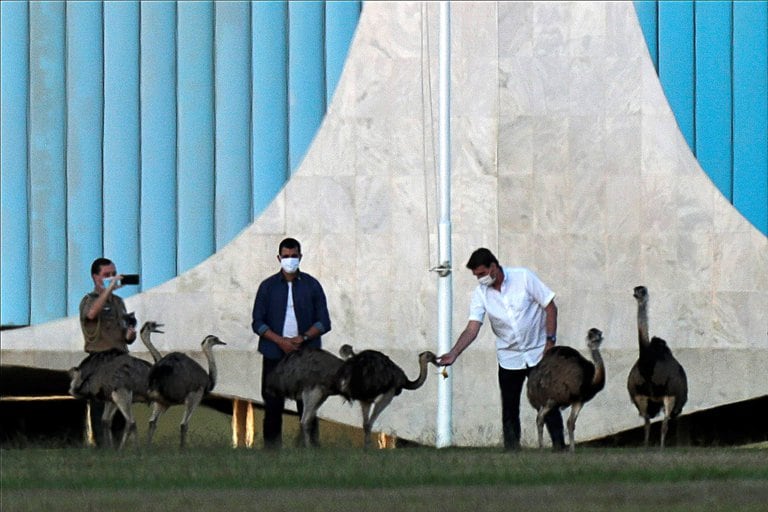 Bolsonaro le pelea el puesto a Macri: Después de decir que no soportaba más el aislamiento, lo mordió un emu