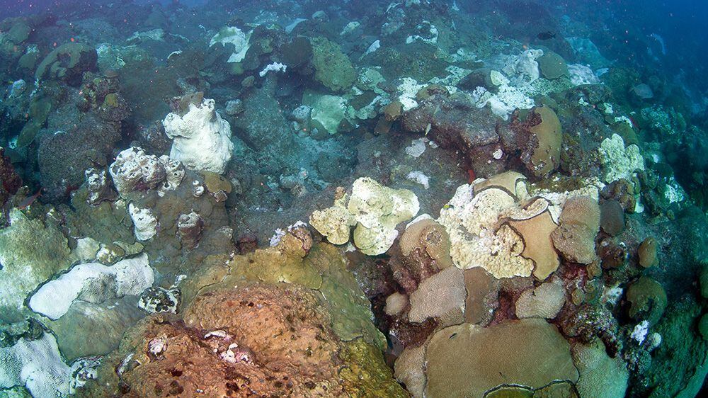 Los arrecifes de coral ya sufrían problemas de blanqueamiento pero este año se les sumó la ola de calor marina (Photo: G.P. Schmahl/FGBNMS)
