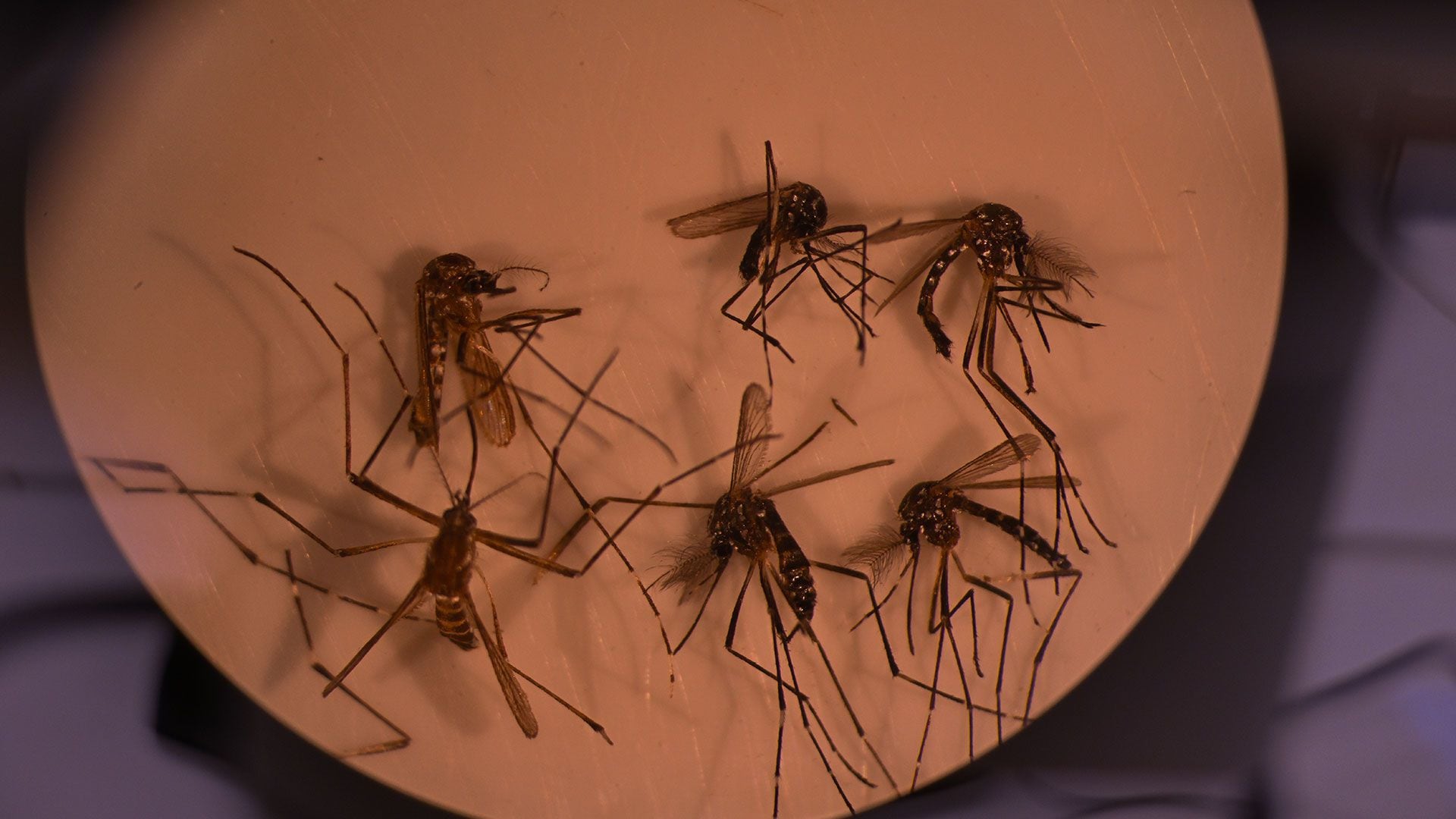 Investigadores de Brasil usan a los mosquitos como caballos de Troya contra el dengue portada
