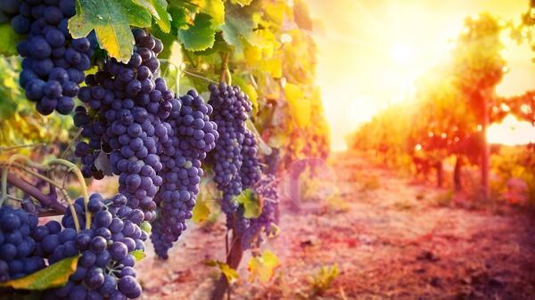 Se busca impulsar la marca “Vino Argentino bebida nacional” (Istock)