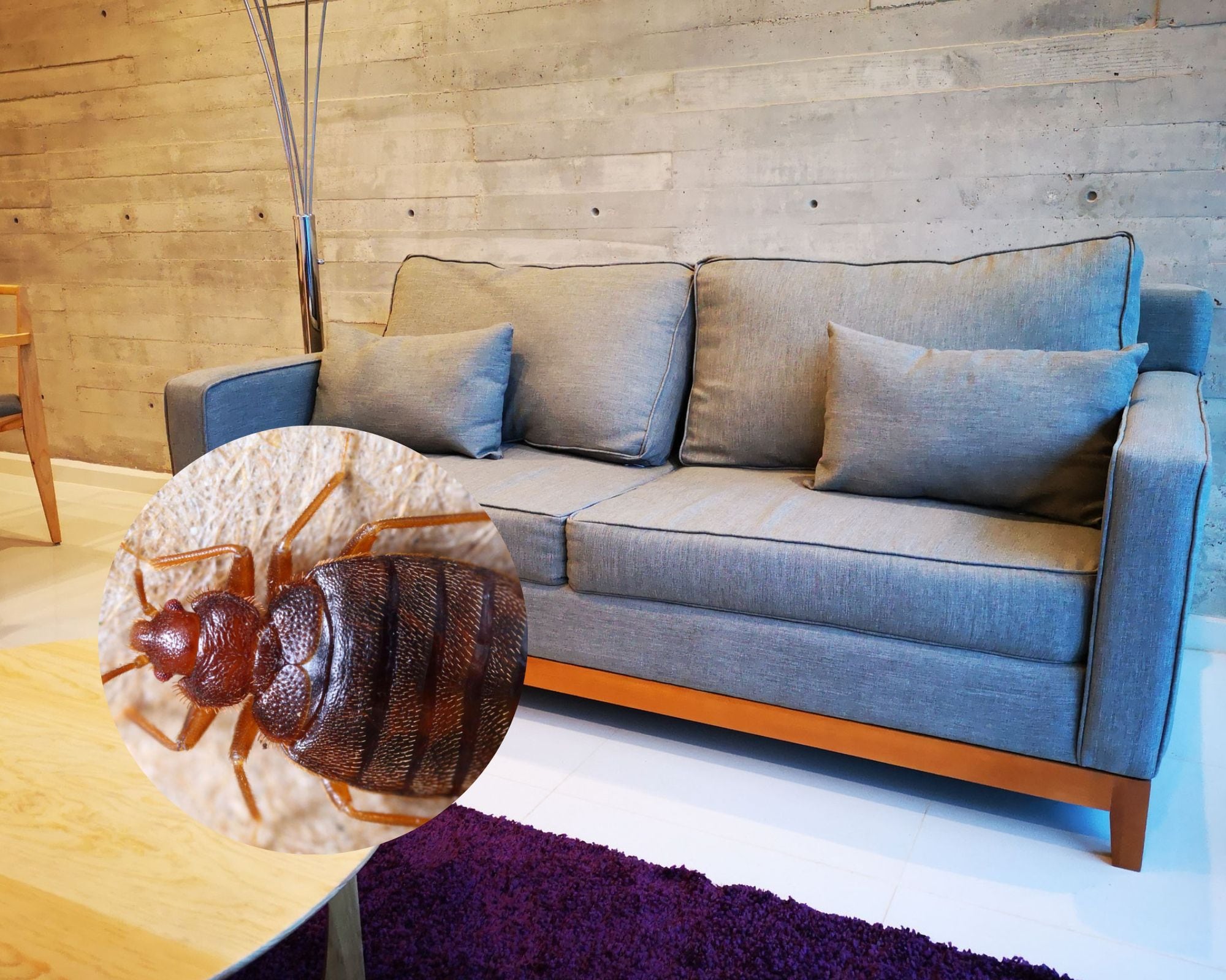 هناك بدائل لمكافحة بق الفراش التي تظهر على الأرائك الخاصة بك.  [أرشيف]