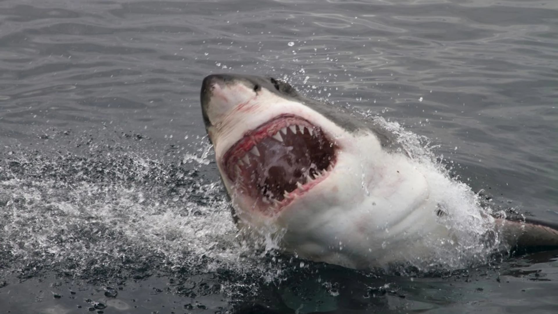 Los tiburones blancos son considerados una amenaza para los turistas en determinados puntos del planeta