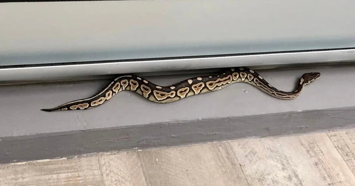 Panic in Palermo after python snake appears on apartment balcony