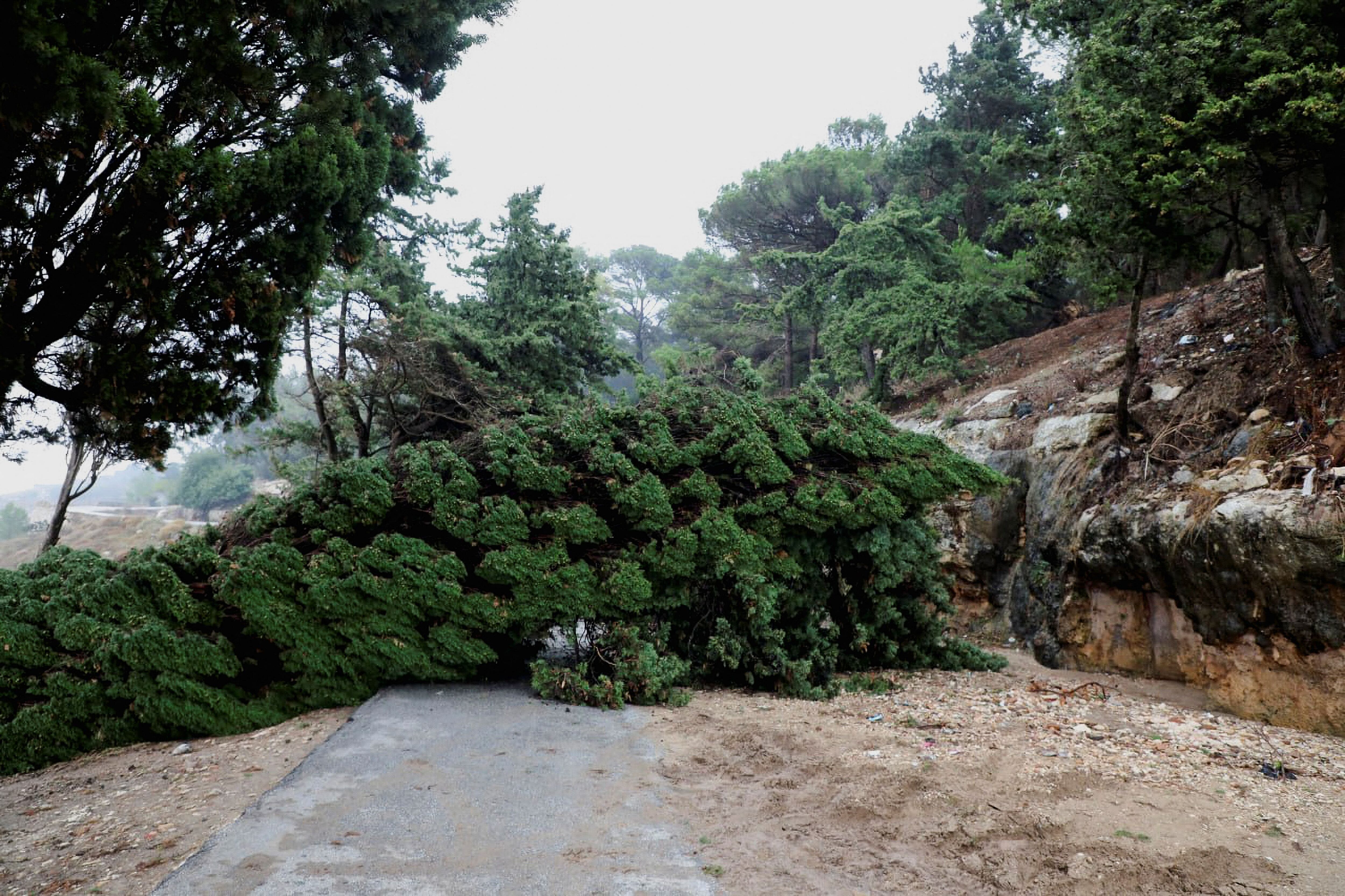 Un árbol caído corta el paso en una carretera de la ciudad de Shahhat (REUTERS/Ali Al-Saadi)