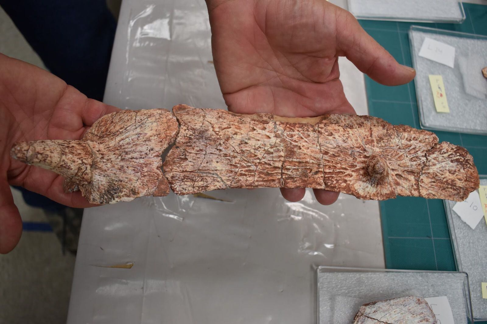 La clasificación de Garzapelta muelleri como nueva especie destaca por sus placas osteodérmicas únicas y marcas distintivas en los huesos. (William Reyes/Universidad de Texas en Austin)