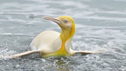 Pingüino de color amarillo. (yves_adams)