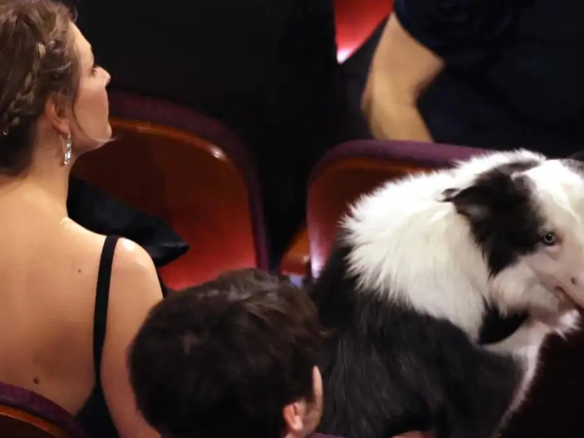 Premios Oscar 2024: por qué Messi, el perro de la película Anatomía de una caída, se volvió furor