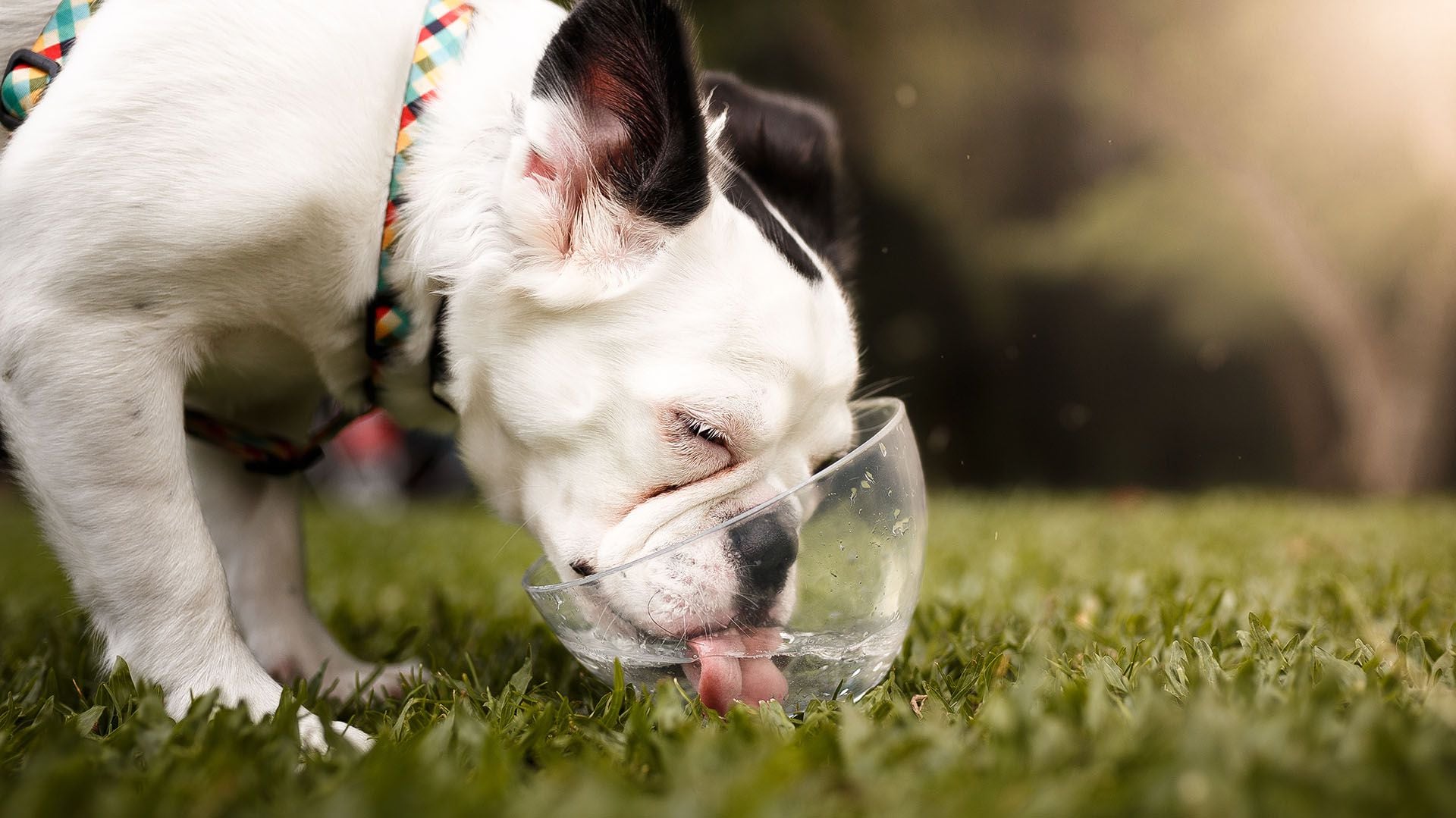 El bulldog francés y otras razas con la cara chata son mucho más propensos a sufrir problemas tanto respiratorios como GI
