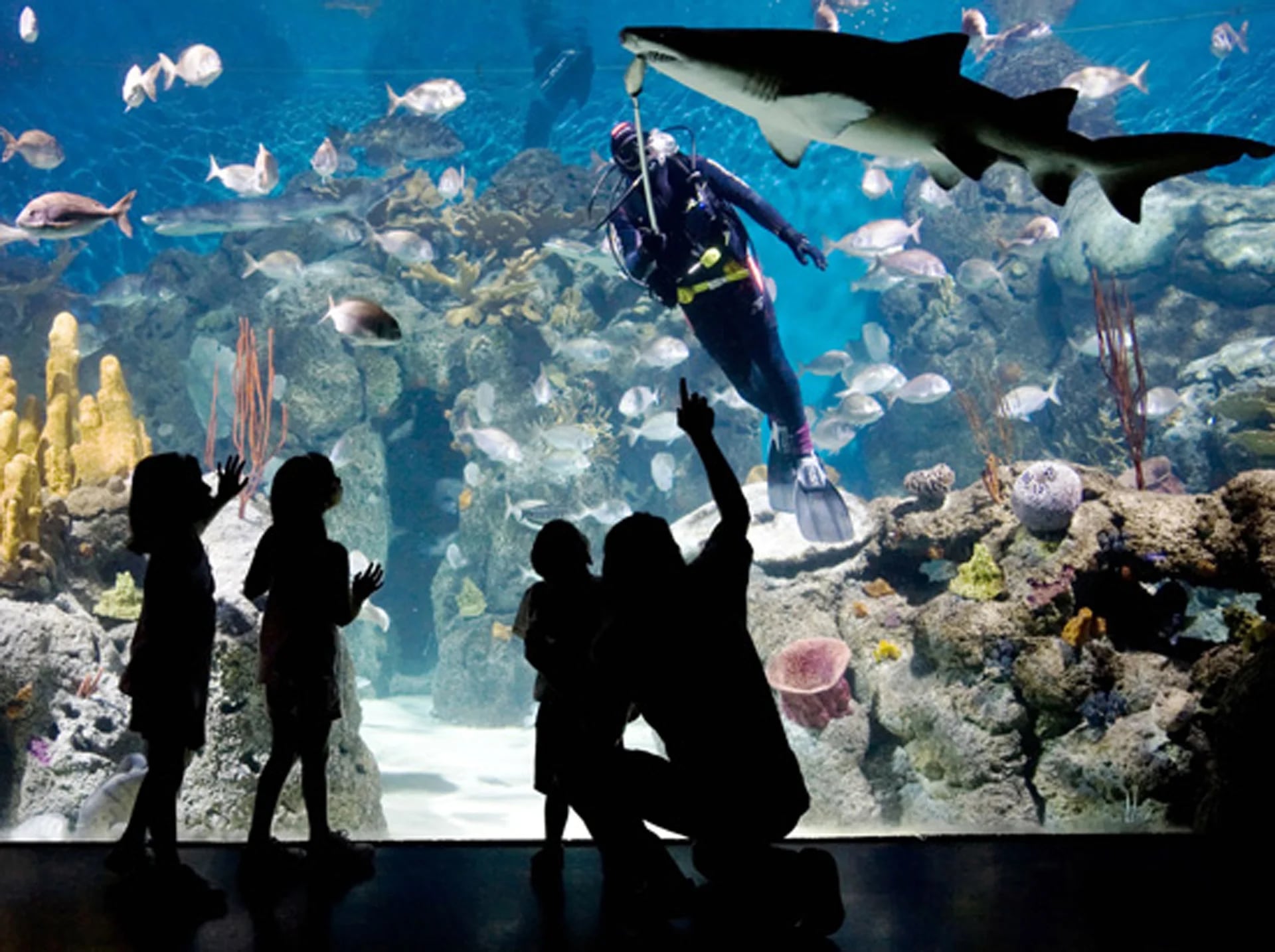Cuenta con un acuario circular que cuenta con más de 1 millón de litros de agua de mar y alberga especies únicas como el gran tiburón moteado