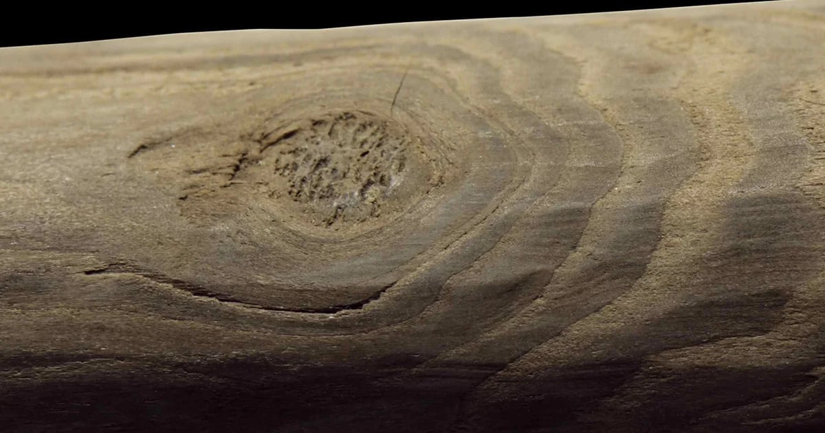 Età della pietra o del legno?  Una scoperta sorprendente rivela segreti inaspettati della preistoria